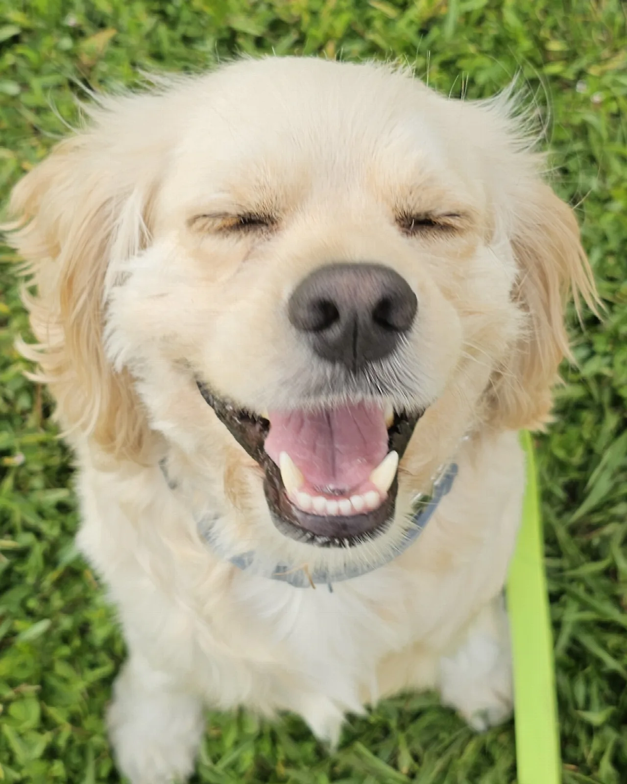 A grinning golden retriever sitting in the grass