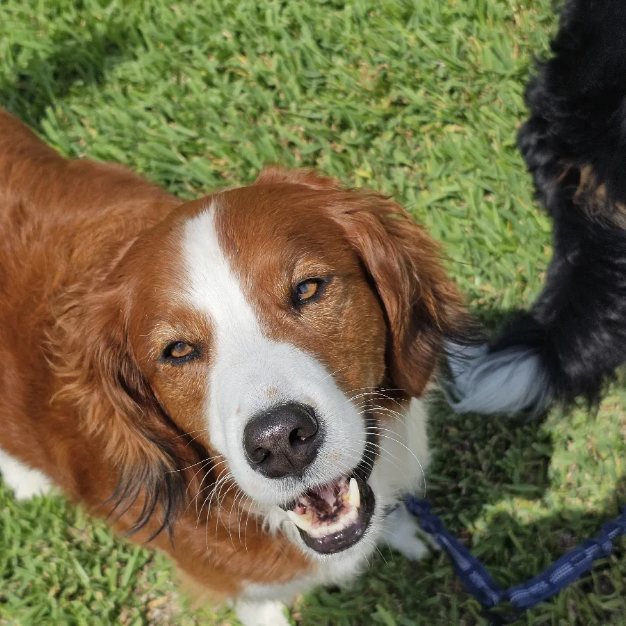 A brown and white dog rolling in the grass