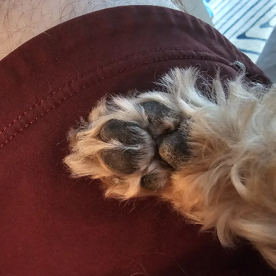 Toe beans resting on a knee