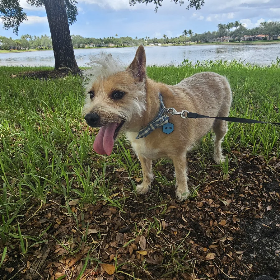 Spike out on his walk by the lake