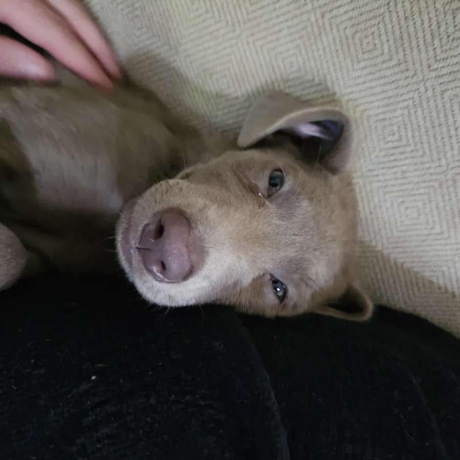 A sleepy silver puppy getting a fuss