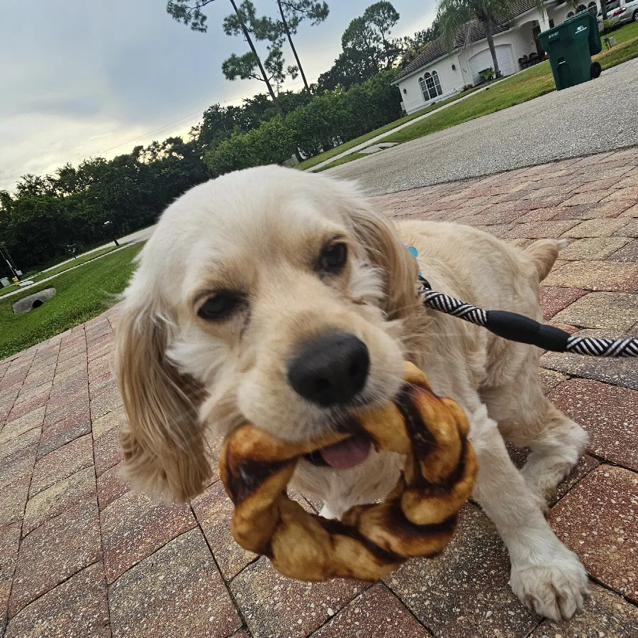 A cocker spaniel carrying his favorite toy